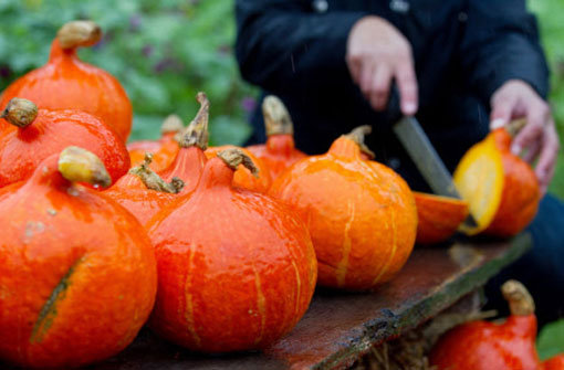 Jetzt im Herbst ist wieder Kürbiszeit: Auch in der Küche sind die orangenen Früchte Alleskönner. Foto: dpa