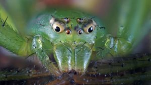 Die grüne Krabbenspinne ist im Original nur vier Millimeter groß. Foto: Valentin Gutekunst
