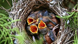 Hochsaison für Vogeleltern: Sie müssen jetzt Futter herbeischaffen und die vielen hungrigen Schnäbel der Jungtiere stopfen. Foto: dpa/Valdrin Xhemaj
