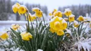 Schnee auf gelben Narzissen, auch Osterglocken genannt, in Böhemnkirch (Baden-Württemberg). Foto: Marius Bulling/dpa
