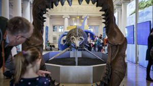 Das Gebissmodell des ausgestorbenen Riesenhais Megalodon Foto: Lichtgut/Julian Rettig