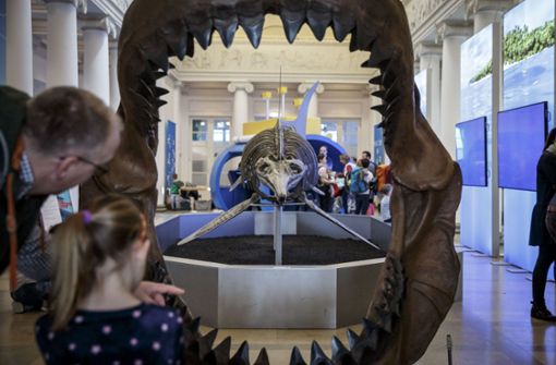 Das Gebissmodell des ausgestorbenen Riesenhais Megalodon Foto: Lichtgut/Julian Rettig