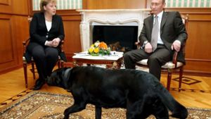Bei einem Besuch von Merkel bei Russlands Präsident  Putin lässt der seinen Hund im Zimmer herumlaufen – obwohl die Kanzlerin Angst vor Hunden hat. Foto: dpa/epa/Sergei Chirikov