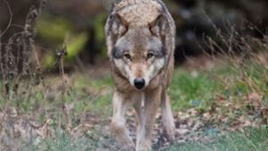Der Wolf ist streng geschützt und dürfte bleiben – die Schäfer richten sich deshalb immer besser auf ihn ein. Foto: dpa/Julian Stratenschulte