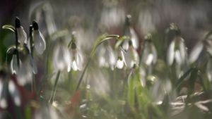 Schneeglöckchen kündigen den Frühling an Foto: dpa/Sebastian Gollnow