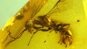 Insektenforscher haben eine bislang unbekannte Wespenart in einem 100 Millionen Jahre altem Bernstein entdeckt. Foto: Brazidec et al. 2024 Insects, 15/Übersee-Museum/dpa