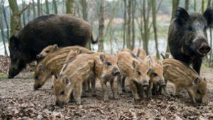 Wildschweine sind nach Rehwild die am zweithäufigsten geschossene Art in Baden-Württemberg. Foto: dpa