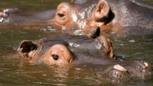 Die mittlerweile verwilderten Flusspferde von Pablo Escobar sollen in Zoos untergebracht werden (Symbolbild). Foto: dpa