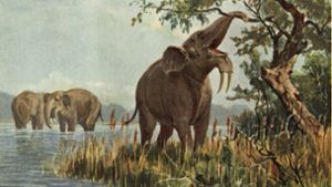 So stellte sich ein Künstler Anfang des 20. Jahrhunderts eine urzeitliche Seelandschaft und grasende Ur-Elefanten der Art Deinotherium giganteum vor. Foto: Imago/U/G