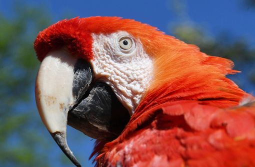 Der aus einem Pippi-Langstrumpf-Film bekannte Ara-Papagei mit Künstlernamen „Rosalinda“ hatte seine Heimat zuletzt im Karlsruher Zoo. Foto: dpa