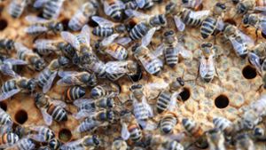 Innerhalb von 45 Minuten bauten die Bienen das riesige Nest – direkt vor der Wohnungstür (Symbolbild). Foto: dpa