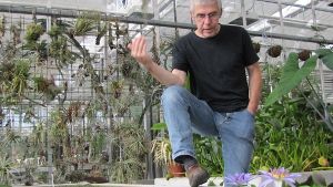 Die Nymphaea nouchali ist eine der Lieblingspflanzen von Helmut Dalitz, wissenschaftlicher Leiter der Hohenheimer Gärten. Weitere Eindrücke aus dem Gewächshaus gibt es in unserer Bildergalerie. Foto: Eveline Blohmer
