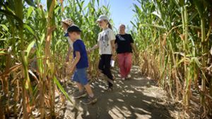 Familie um Familie verschwindet im Maislabyrinth – zu entdecken gibt es vieles. Foto: Gottfried Stoppel