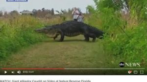 „Giant Alligator Caught on Video at Nature Reserve Florida“, titelt der amerikanische TV-Sender „ABC News: Der Name des Alligators ist „Humpback“, der Bucklige. Foto: Screenshot YouTube/www.youtube.com/watch?v=jb36w5z3-lY