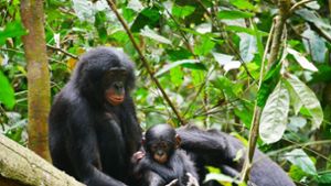 Bonobos (Pan paniscus) sind die nächsten lebenden Verwandten des Menschen. Foto: Maud Mouginot/dpa