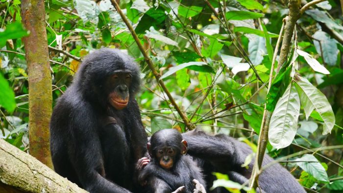 Bonobo-Männchen sind aggressiver als gedacht