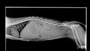 Der weiße Fleck auf dem Röntgenbild der Katze  stammt von dem Geschoss. Foto: privat