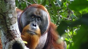 Der männliche Sumatra-Orang-Utan namens Rakus im Urwald von Suaq Balimbing hat sich selbst geheilt. Zwei Monate nach der Selbstbehandlung war die Wunde kaum noch sichtbar. Foto: Safruddin/Max-Planck-Institut für Tierverhalten/SUAQ foundation/dpa