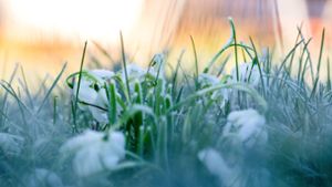 Eiskristalle haben sich auf den Blütenblättern von Schneeflöckchen im bayerischen Untermerzbach gebildet, im Gras hängen erste Tautropfen von der Morgensonne. Foto: dpa/Pia Bayer