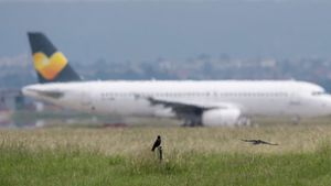 Kollisionen mit Vögeln kosten die Luftfahrt in Deutschland Unsummen an Geld. Foto: dpa