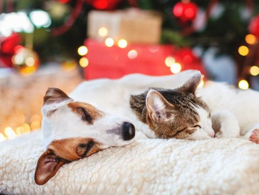 Hunde und Katzen gesellen sich in der Weihnachtszeit gerne zu ihren Besitzern - rund um Heiligabend ist jedoch Vorsicht geboten! Foto: Gladskikh Tatiana/Shutterstock.com