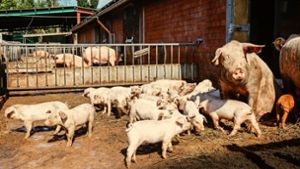 Viel Platz und Schlamm: So fühlen sich Schweine sauwohl. Foto: imago images/Rupert Oberhäuser