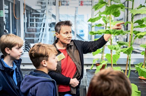 Ein Besuch im Labor: Nachwuchstudenten erforschen das Innere von Pflanzen – und entdecken Pflanzenviren. Foto: Lichtgut/Julian Rettig