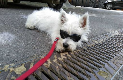 Ein Hund mit Sonnenbrille – gibt es etwas cooleres? Foto: Katja Biber