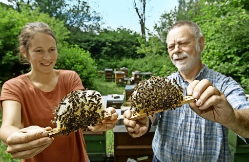 Melanie Seitter vom Landwirtschaftsamt und Wilfried Minak inspizieren Waben aus den Königinnenzuchtkästen. Foto: factum/Granville