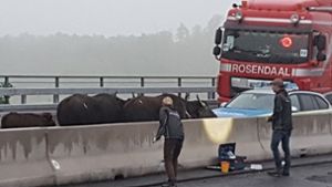 Die betäubten Wasserbüffel stehen auf der Autobahn 3 zwischen dem Dreieck Langenfeld und dem Kreuz Leverkusen in Nordrhein-Westfalen. Foto: dpa/WDR