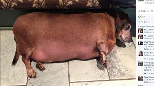 Fat Vincent hatte viel zu viel Gewicht auf den Rippen, als er ins Tierheim kam. Foto: Screenshot Facebook / TheTransformationofFatVincent