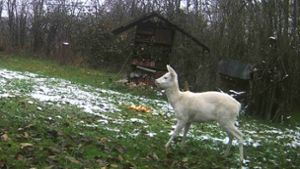 Eines des neuesten Bilder vom weißen Reh im Neckarweihinger Wald. Foto: privat