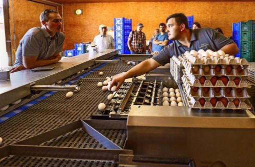 Mit der neuen Sortiermaschine kann der Landwirt Heinrich Hiller (rechts)  pro Stunde rund 12 000 Eier durchleuchten, sortieren und verpacken. Foto: factum