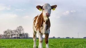 Ein Kalb pro Jahr bekommen Milchkühe in der Regel – so groß ist die Nachfrage nach Kalbfleisch aber nicht. Foto: imago/Countrypixel