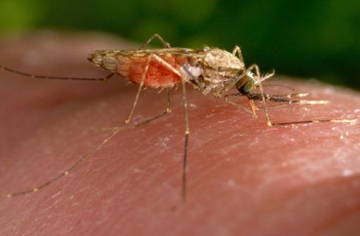 Eine weibliche Anopheles-gambiae-Mücke bei der Nahrungsaufnahme. Foto: J/mes Gathany/CDC/AP/dpa