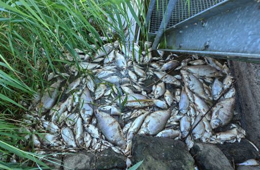 Mehr als 100 Tonnen tote Fische sind bereits in der Oder geborgen worden. Foto: dpa/Patrick Pleul
