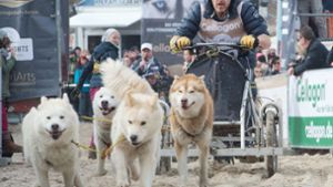 Beim diesjährigen Schlittenhunderennen auf Usedom wurden Scherben gefunden. Foto: dpa