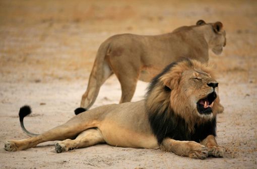 Ein Rudel Löwen hat in Südafrika in der Nähe des bei Touristen beliebten Krüger-Nationalparks einen mutmaßlichen Wilderer zerfleischt (Symbolbild) Foto: dpa/ZIMPARKS