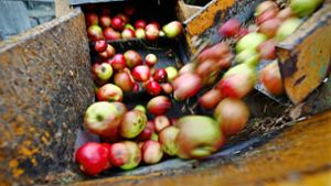 Reichlich süße Früchte geben die Streuobstwiesen in diesem Jahr im Kreis her. Foto: Pressefoto Horst Rudel