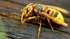 Wer eine Wespe ohne vernünftigen Grund fängt, verletzt oder tötet, der muss in Baden-Württemberg mit einem saftigen Bußgeld rechnen. Foto: dpa