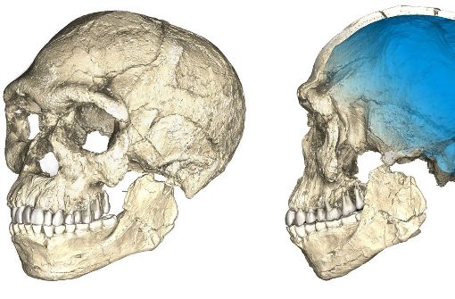 Die Computeranimation zeigt die Rekonstruktion eines Schädels des frühesten bekannten Homo sapiens. Foto:  