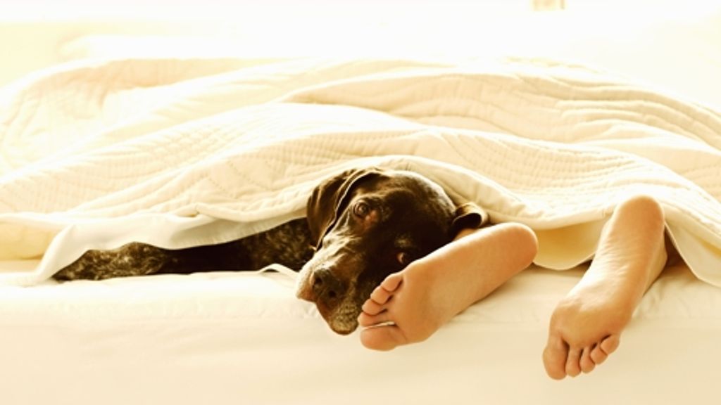 Fünf Gründe , warum Haustiere (nicht) im Bett schlafen sollten: Gehören Hund und Katze in die Heia von Herrchen und Frauchen?