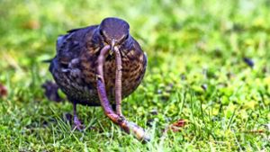 Auch wenn der eine oder andere Regenwurm im Schnabel eines Vogels landet, bleiben noch genug Würmer übrig, um das gesamte Ökosystem im Bodenintakt zu halten. Foto: imago//R. Müller