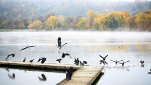 Der Max-Eyth-See als  größter Stuttgarter Binnensee ist  ein idealer Rastplatz für die ziehenden Wasservögel Foto: /dpa/Christoph Schmidt