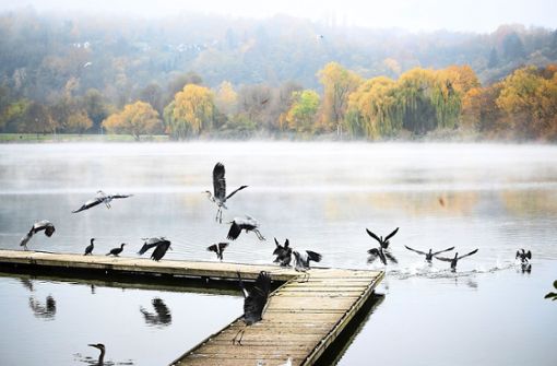 Der Max-Eyth-See als  größter Stuttgarter Binnensee ist  ein idealer Rastplatz für die ziehenden Wasservögel Foto: /dpa/Christoph Schmidt