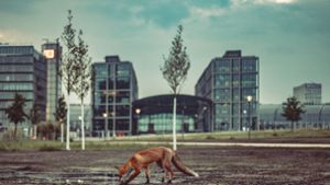 Ein Stadtfuchs im Spreebogenpark vor dem Berliner  Hauptbahnhof Foto: Adobe Stock//Hark Hesse