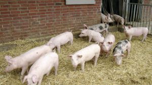 Nicht jedes Schwein aus Hohenlohe darf künftig als „Hohenloher Landschwein“ verkauft werden. Foto: dpa/BESH