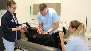 Nadine Richter (li.) und Vanessa Buca halten Hund Nico, während Peter Himmelsbach seinen Bauch für eine Ultraschalluntersuchung rasiert. Foto: Caroline Holowiecki