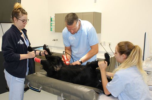 Nadine Richter (li.) und Vanessa Buca halten Hund Nico, während Peter Himmelsbach seinen Bauch für eine Ultraschalluntersuchung rasiert. Foto: Caroline Holowiecki