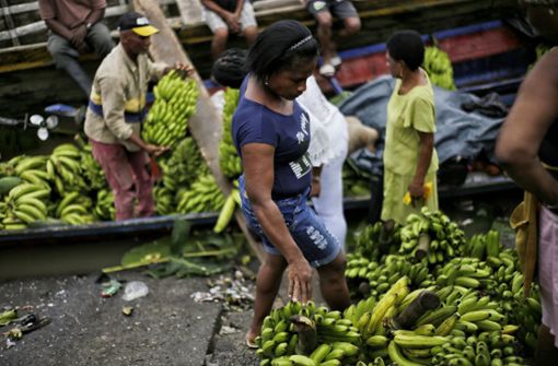 Eine Pilzerkrankung bei Bananen sorgt für Exportprobleme in Kolumbien. Foto: Alvaro Tavera/colprensa/dpa
